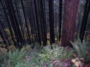 10.28.05 Devil's Rest 055 